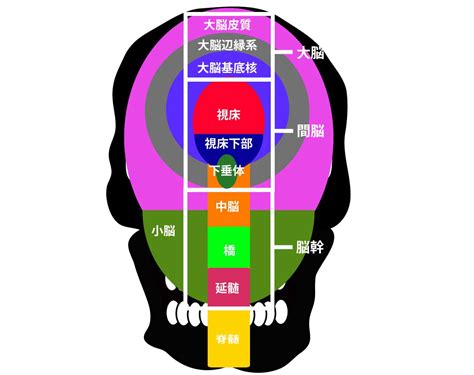 頭 位置|【脳の機能局在】各部位の働きを分かりやすく解説